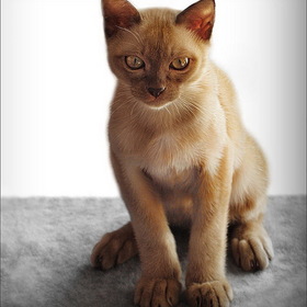 Котёнок бурманской породы