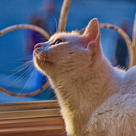 ����. ���� ��������. �������� ��������