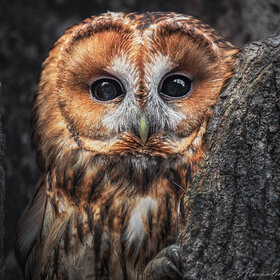 ����. �������. ����� �������