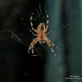  \Spider