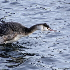 ����. ���� ��������. ������� �������