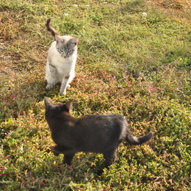 Кошка и кот