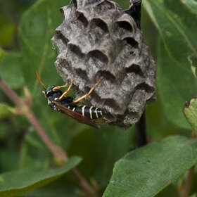 ���� ��������. �������