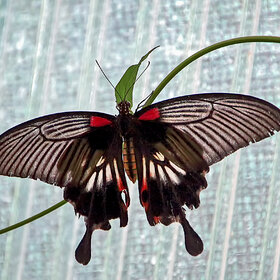 ����. �������. ��������