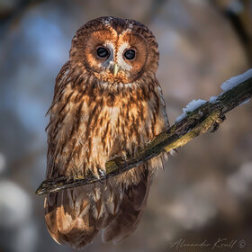 ����. ������������ �������. ������ � ������