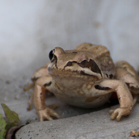 ����� ���� ��������. �������