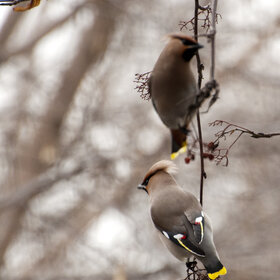 ����� ���� ��������. �����