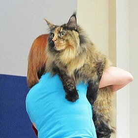 ����. ���� ��������. ���� �����