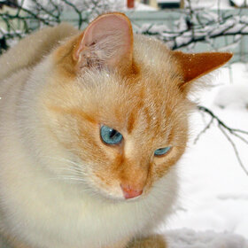 ����. ��������. ���