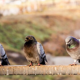 ����� ���� ��������. �����