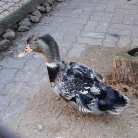 ����� ���� ��������. ����