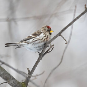 ����. �� �������. �������