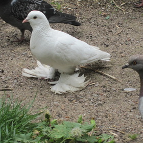 Белый голубь (Тульский майский?)
