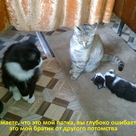 Мои питомцы котик Пушистик, мама Мурка и братик двоюродный Тимка.