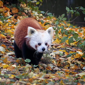 ����. ���� ��������. ����� �����