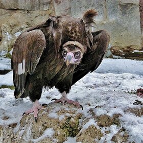 ����. ���� ��������. ���������