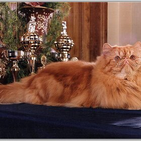 ����� ���� ��������. ����� ��������.