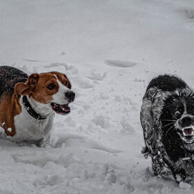 ���� ��������. �� ������ ������ ���� ������