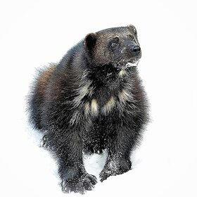 ������ ���� ��������. ����� ����� ����� (9)