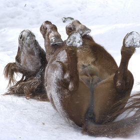 �������� ��������