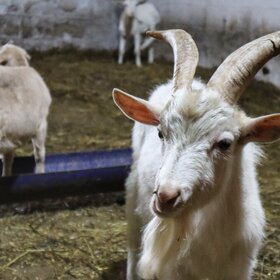 ���� ��������. ����