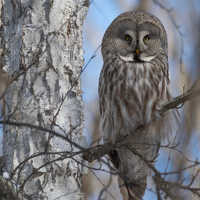 ����. Strix nebulosa. ��������� �������