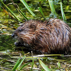 ���� ��������. ��������� �������