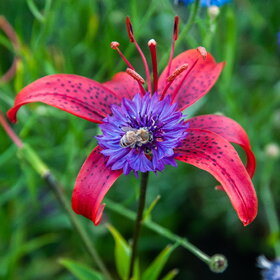 ����� ���� ��������. �������