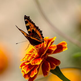 ���� ��������. �������