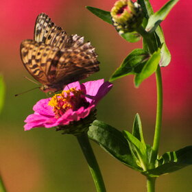 ����� ���� ��������. �������