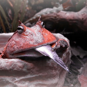 ����. ���� ��������. ���� ����� ����� ������