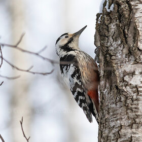 ����. �����������. ����������� �����