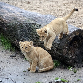 ����. ��������. ��������