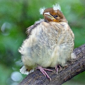 ���� ��������. ������  ��������