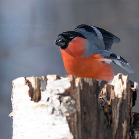 ����. ���������. �������