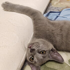 ����� ���� ��������. �������� ��������