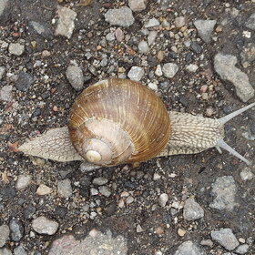 ������ ���� ��������. ������ (4)