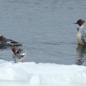 ������� ������� �� ������ �����