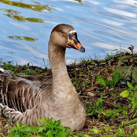 ����. ��������. �� ������