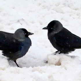 ���� ��������. �����.