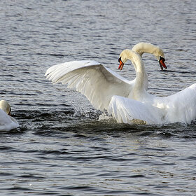 ����. ���������. *****