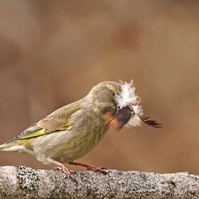   (Carduelis chloris) 