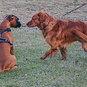 ���� ��������. *****