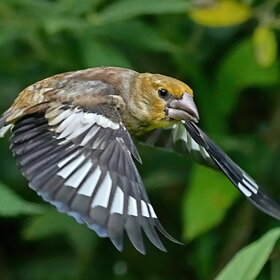   (Coccothraustes coccothraustes)