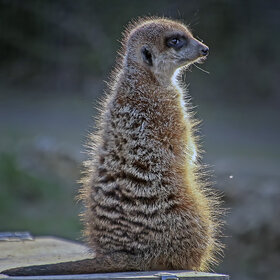 ����. �������. �������