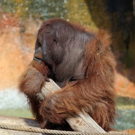 ����. ���� ��������. ��������