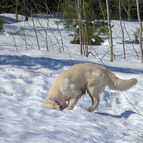 ����. ���� ��������. ��������� ��...