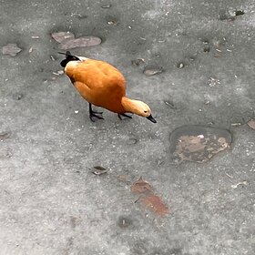 ����. ������. �������? �� �������?