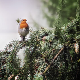 ������� �������