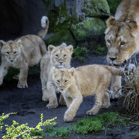 ����. ����� ��������. ����� �� �����